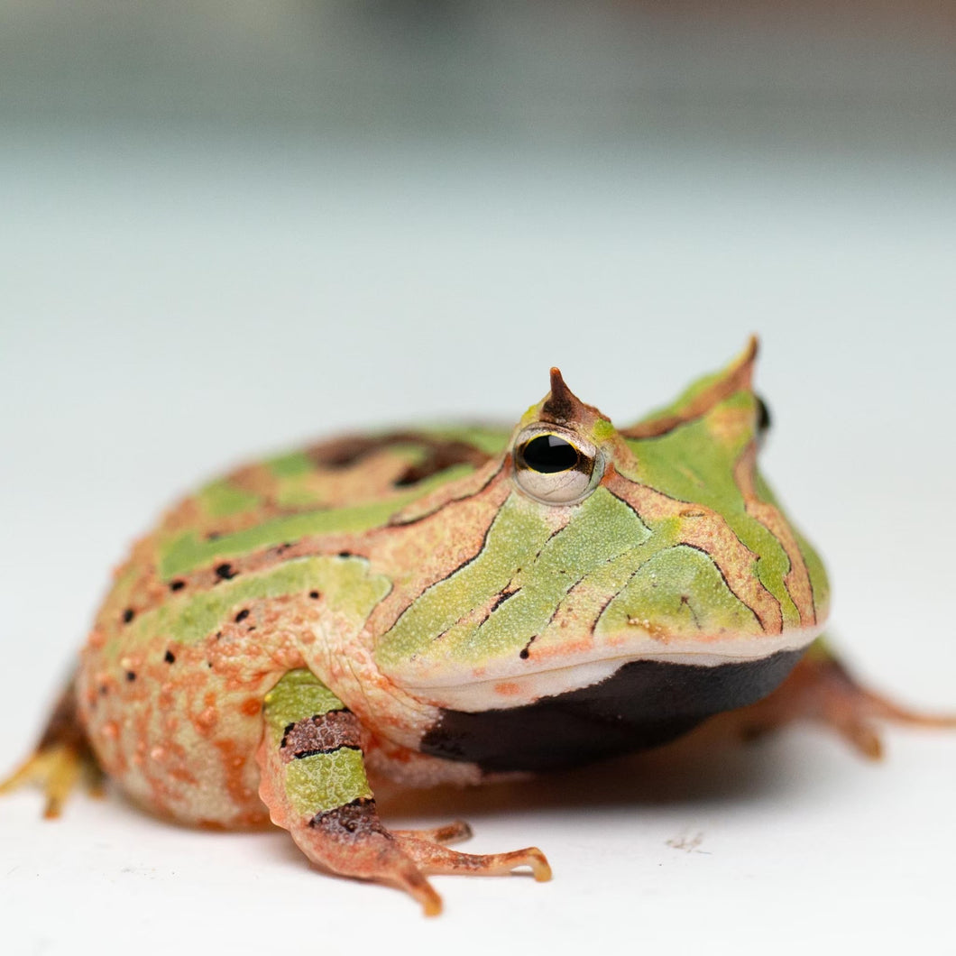 A97 Tricolor Surinam Horned Pacman Frog - Ceratophrys cornuta