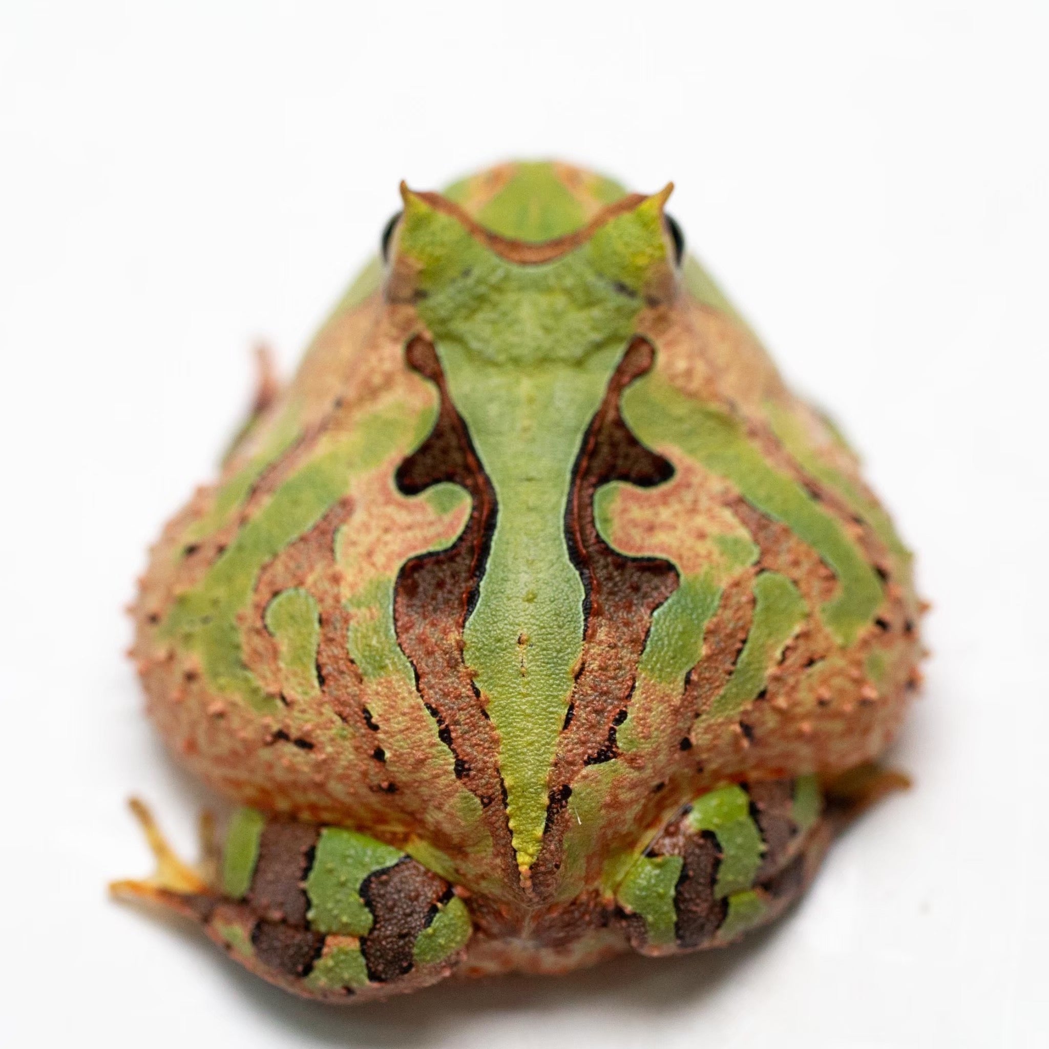 A97 Tricolor Surinam Horned Pacman Frog - Ceratophrys cornuta