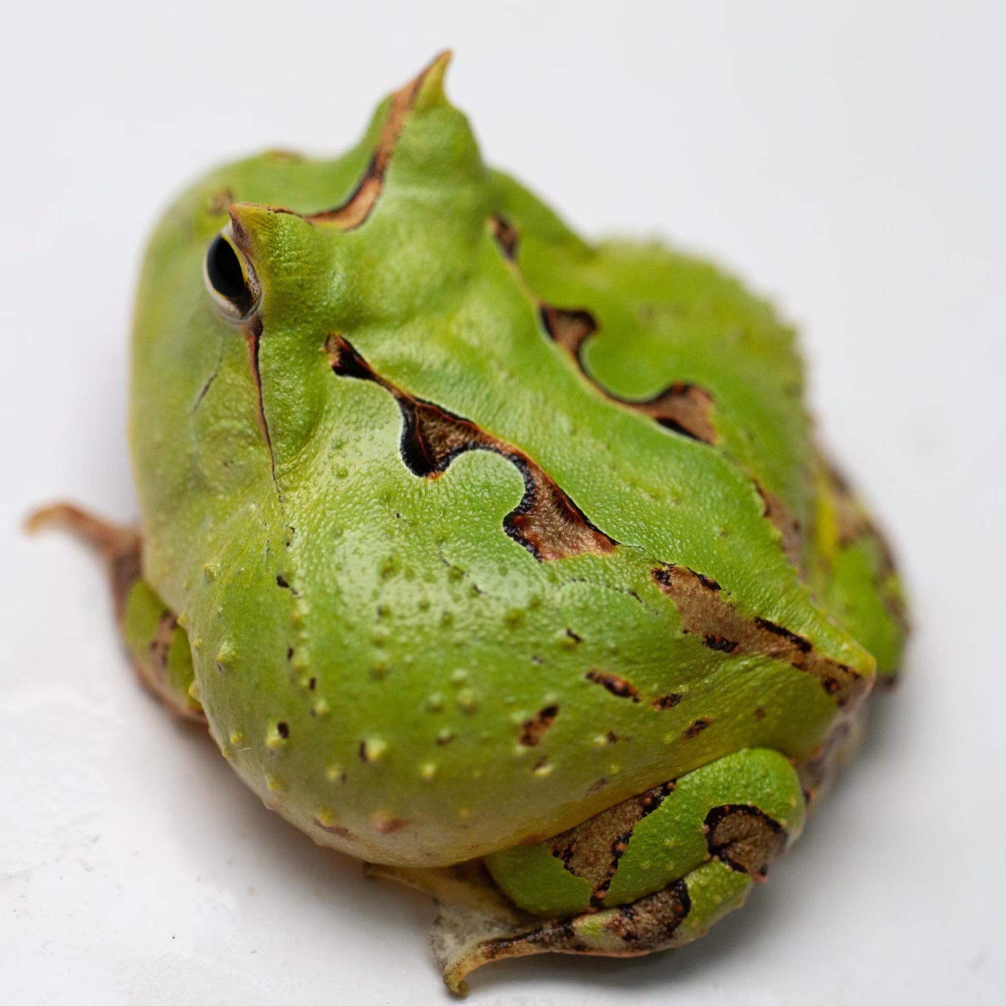 A99 Green Surinam Horned Pacman Frog - Ceratophrys cornuta