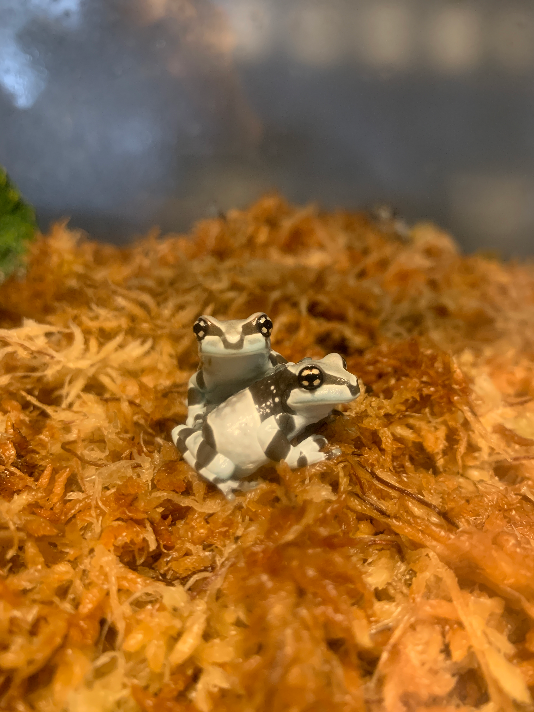 J98 Amazon Milk Tree Frog - Trachycephalus resinifictrix (CB
