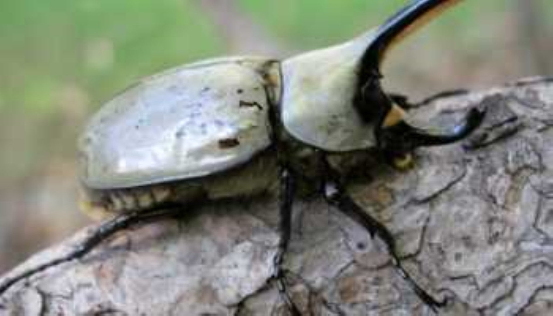 Western Hercules Beetle Larvae JamJam Exotic