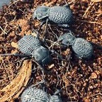 Blue death feigning beetle