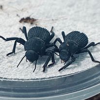 Load image into Gallery viewer, Blue death feigning beetle
