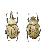 Western Hercules Beetle Larvae