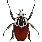 Goliath Beetle Larvae (GG)