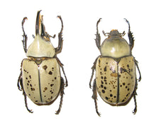Load image into Gallery viewer, Western Hercules Beetle Larvae

