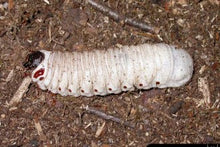Load image into Gallery viewer, Goliath Beetle Larvae (GOP)
