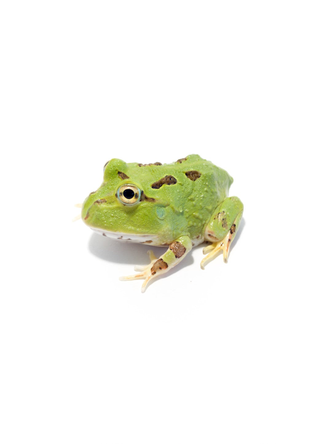 Pacific Horned Frog Green (Ceratophrys stolzmanni) (RARE) – JamJam