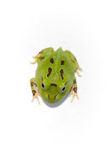 Load image into Gallery viewer, Pacific Horned Frog Green  (Ceratophrys stolzmanni) (RARE)
