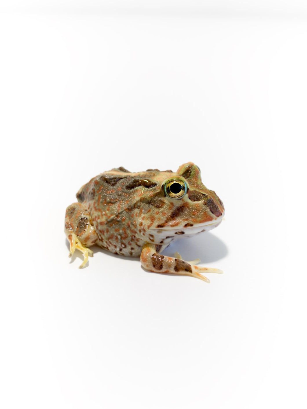 Pacific Horned Frog Brown  (Ceratophrys stolzmanni) (RARE)