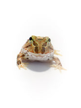 Load image into Gallery viewer, Pacific Horned Frog Brown  (Ceratophrys stolzmanni) (RARE)
