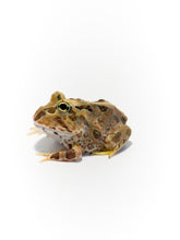 Load image into Gallery viewer, Pacific Horned Frog Brown  (Ceratophrys stolzmanni) (RARE)
