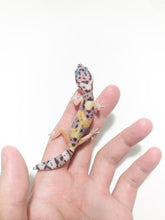 Load image into Gallery viewer, High Yellow Jungle Leopard Gecko - July 2022

