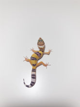 Load image into Gallery viewer, High Yellow Leopard Gecko - July 2022
