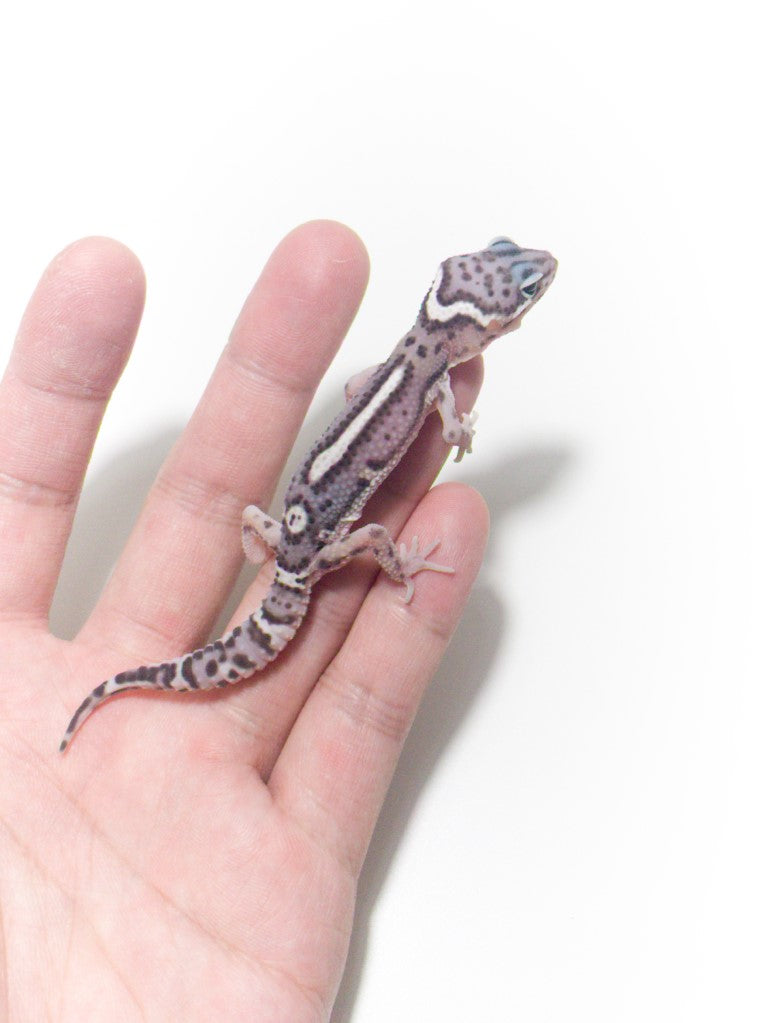 Leopard Geckos The Next Generation By Ron Tremper | eBay
