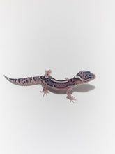 Load image into Gallery viewer, BN x Super Snow Leopard Gecko - June 2022
