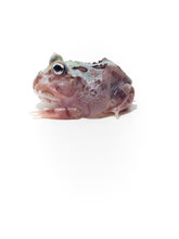 Load image into Gallery viewer, C11 Purple Translucent Mutant
