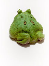 Load image into Gallery viewer, D29 Green Apple(BIG) (HIGH HORN)
