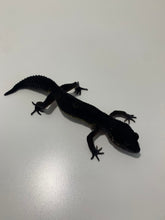 Load image into Gallery viewer, TSF Pure Black Night Leopard Gecko (Pure) - Sept 2022

