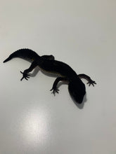 Load image into Gallery viewer, TSF Pure Black Night Leopard Gecko (Pure) - Sept 2022
