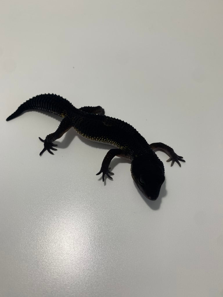 Buy TSM Black Night Leopard Gecko (Pure) - July 2022 Online
