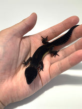 Load image into Gallery viewer, Black Night Leopard Gecko (Pure) - July 2022
