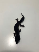 Load image into Gallery viewer, TSF Pure Black Night Leopard Gecko (Pure) - Sept 2022
