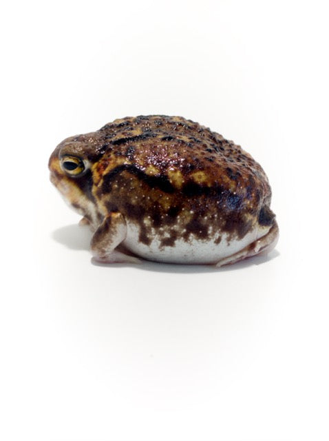 rain frog for sale