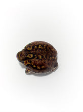 Load image into Gallery viewer, Common Rain Frog (One Eyed Individual)
