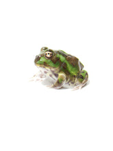 Load image into Gallery viewer, X2 Chaco Horned Frog (Green)
