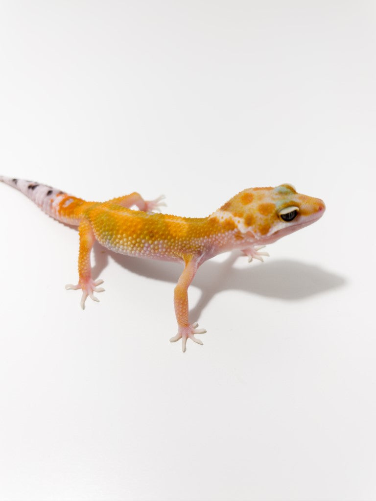 Tangerine Het Raptor Leopard Gecko - July 2022