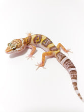 Load image into Gallery viewer, Tremper Albino Leopard Gecko - July 2022
