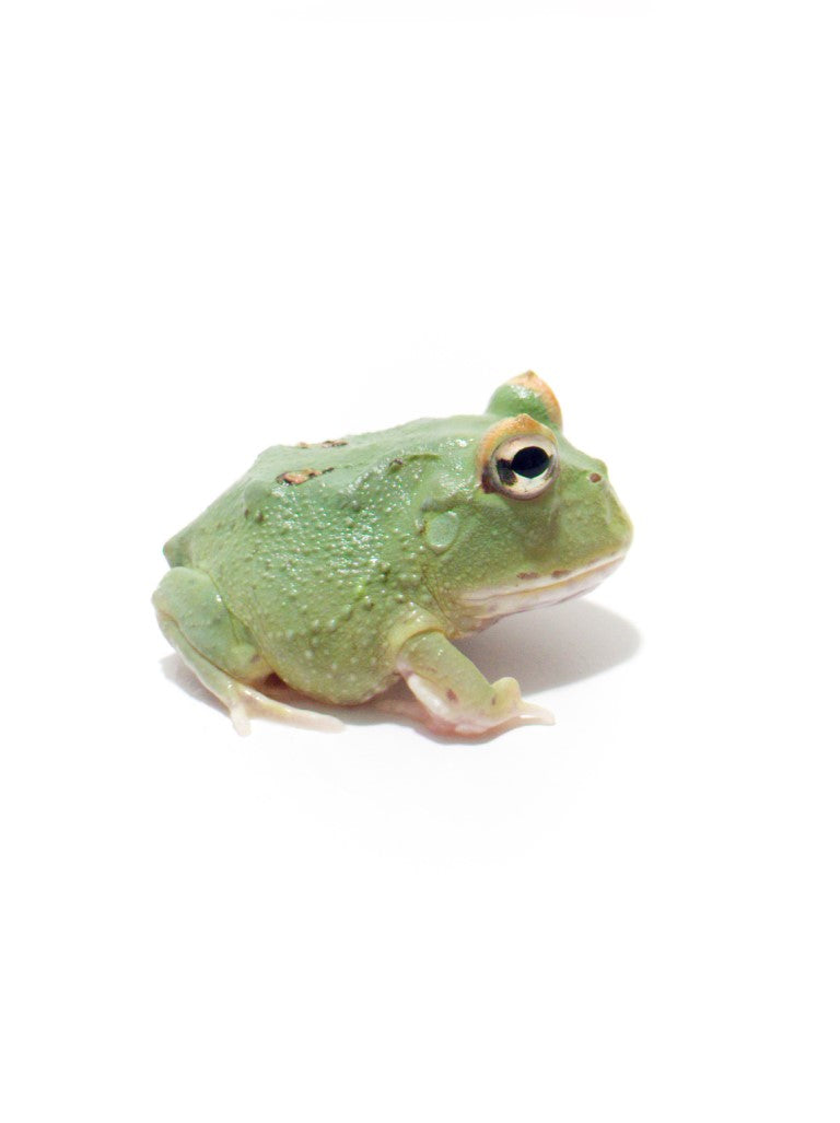 Emerald Pacman Frog