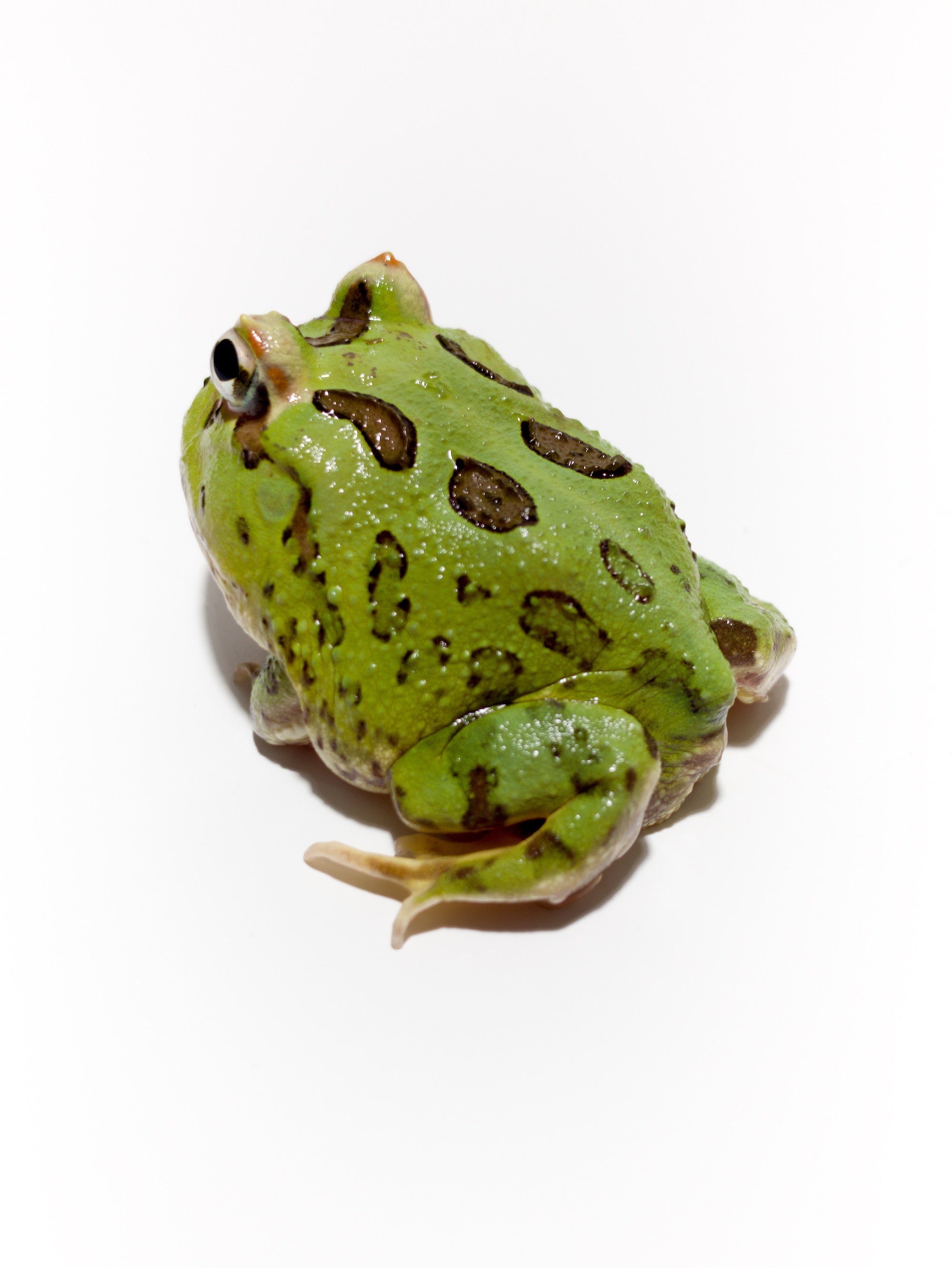 Buy D99 Mutant Gene Green Pacman Frog Online – JamJam Exotic