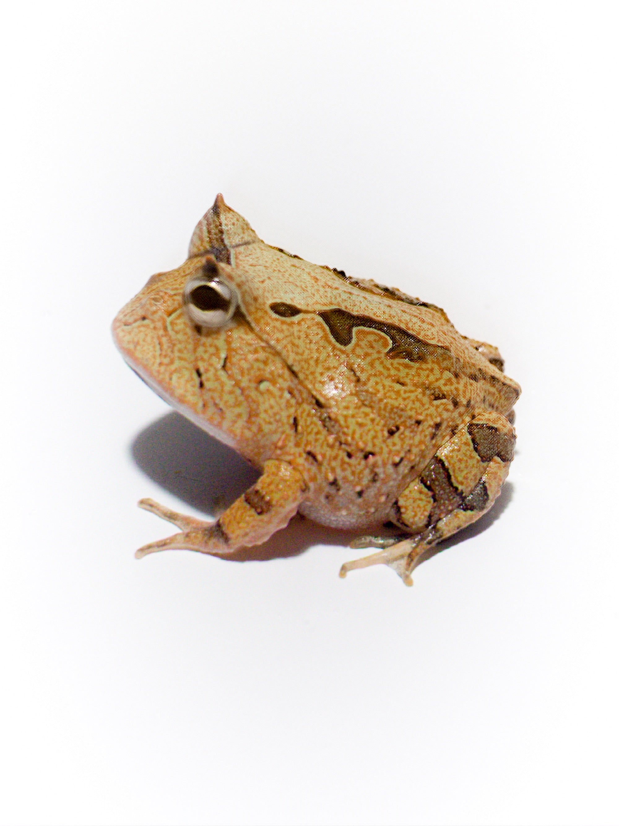 A98 Brown Surinam Horned Pacman Frog - Ceratophrys cornuta