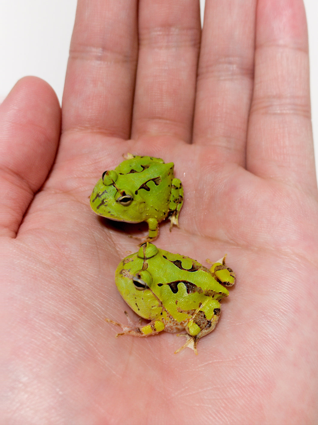 A99 Green Surinam Horned Pacman Frog - Ceratophrys cornuta