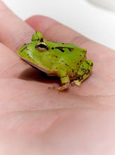Load image into Gallery viewer, A99 Green Surinam Horned Pacman Frog - Ceratophrys cornuta
