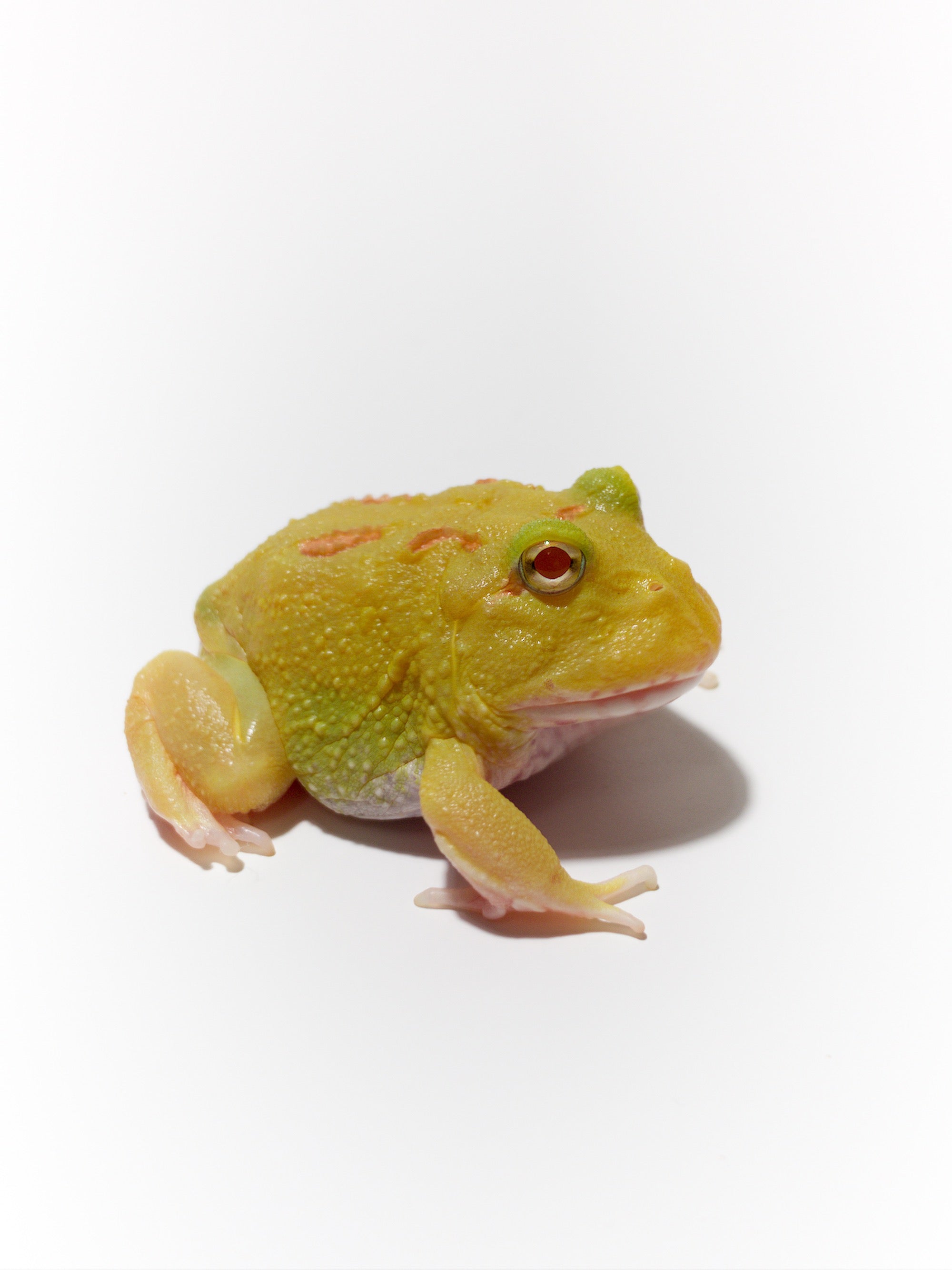 Pikachu Pacman Frogs For Sale | JamJam Exotic