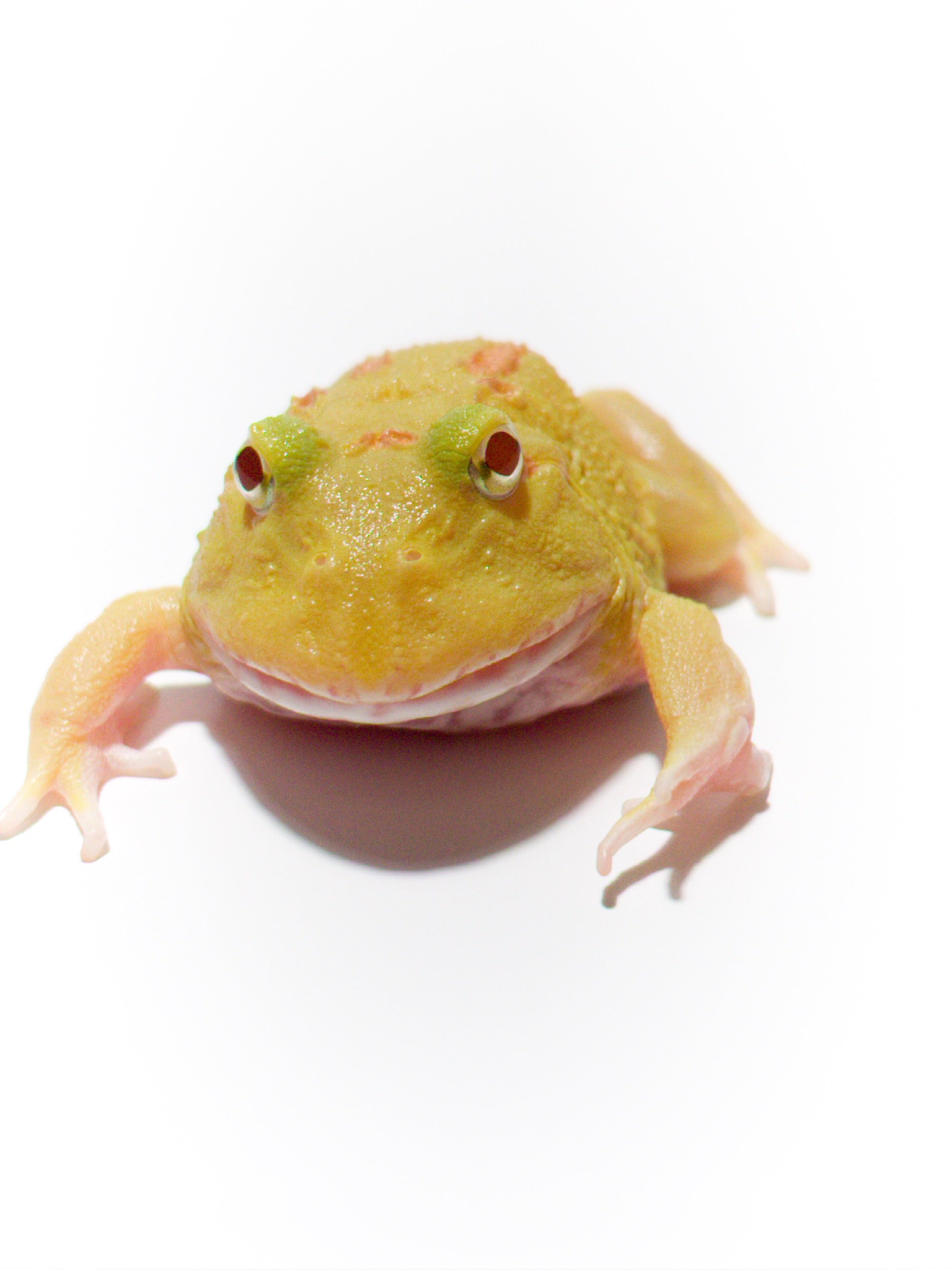 小物 Frog Amazon.com: PERFECTSIGHT Frog Crab Switch Joycon Thumb Grip