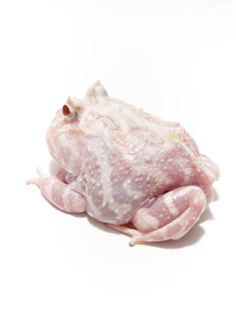 E42 Adult Male White Albino Mutant – JamJam Exotic