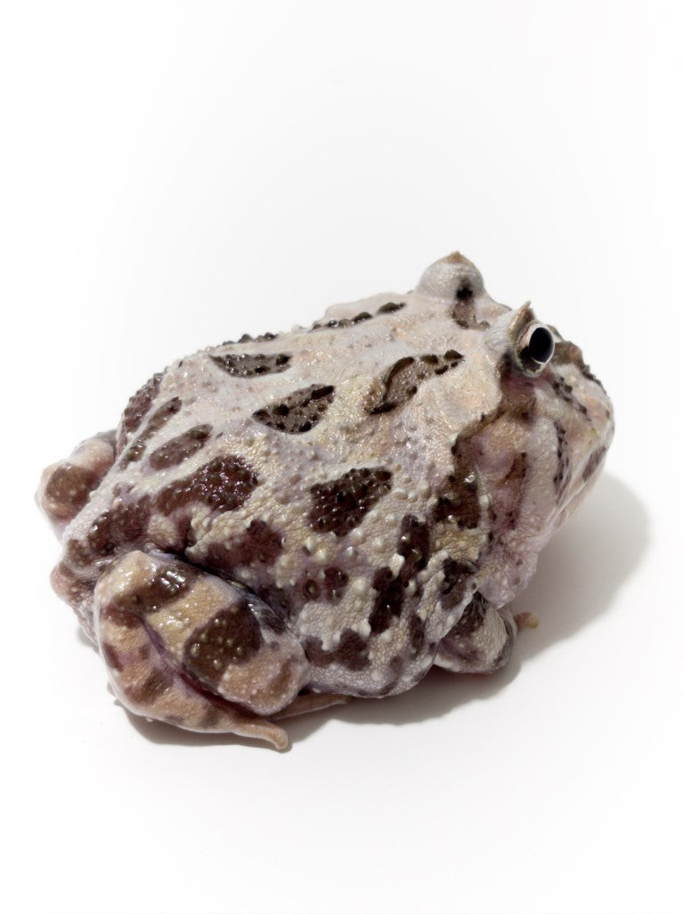 E55 Sub Adult Female Phantom Mutant – JamJam Exotic