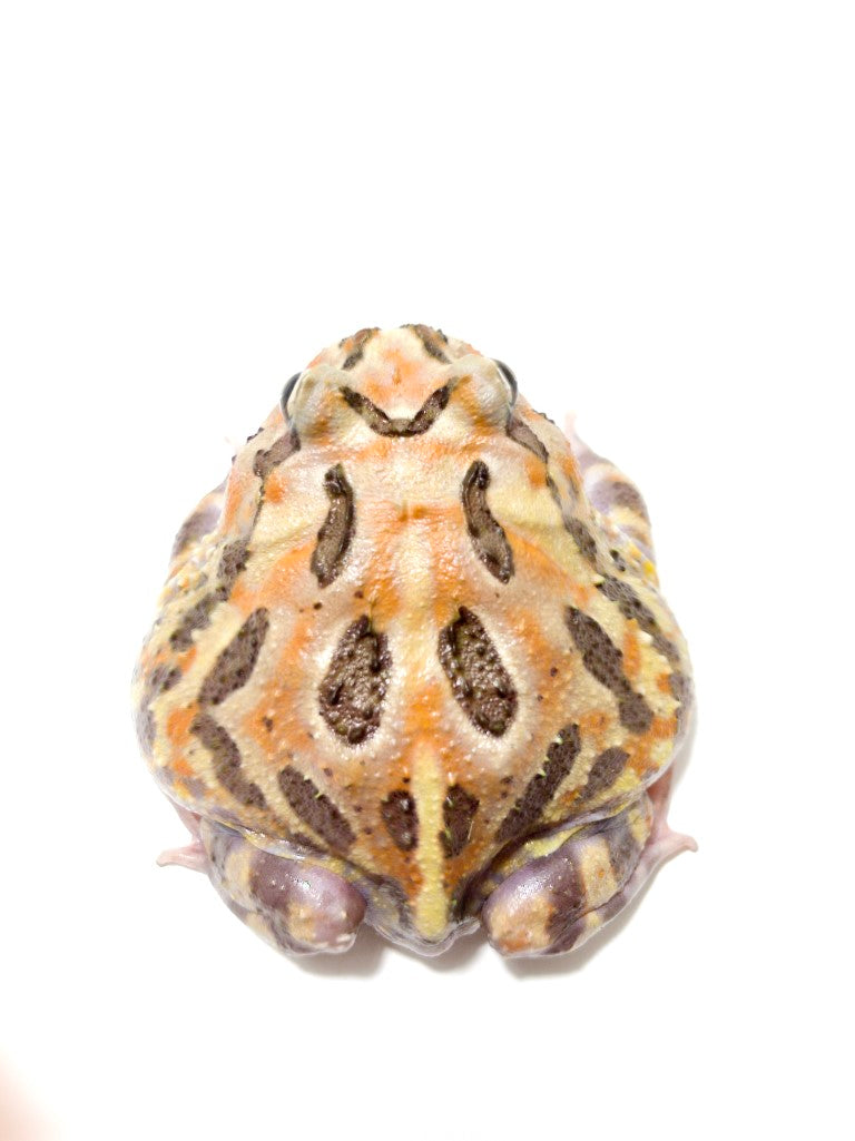 Sub Adult/Adult Mutant Bundle Deal (UP TO 70% OFF) – JamJam Exotic