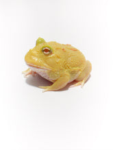 Load image into Gallery viewer, D12 Pikachu Albino
