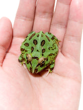 Load image into Gallery viewer, D14 Peppermint Frog
