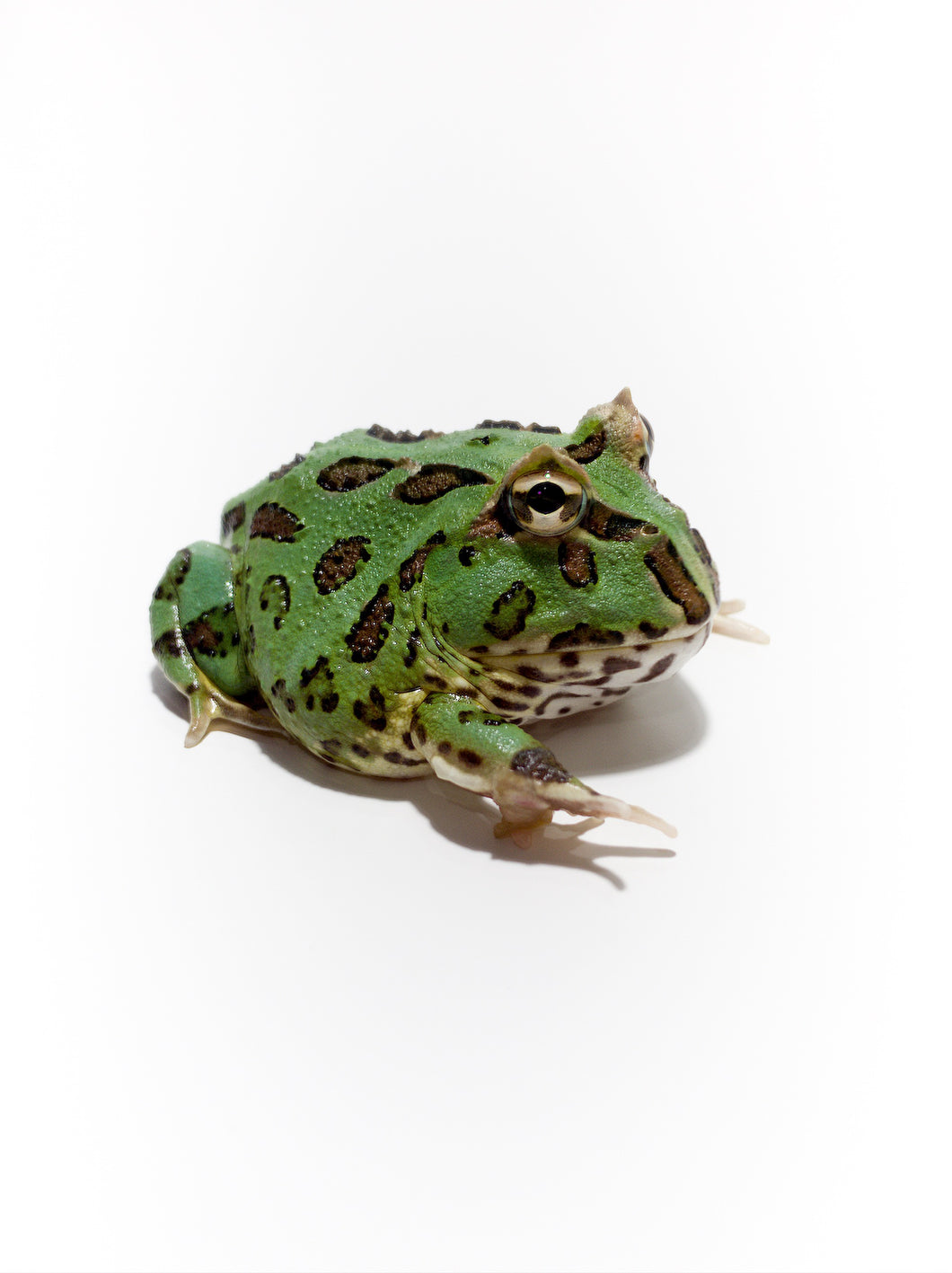 D14 Peppermint Frog