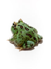 Load image into Gallery viewer, D14 Peppermint Frog
