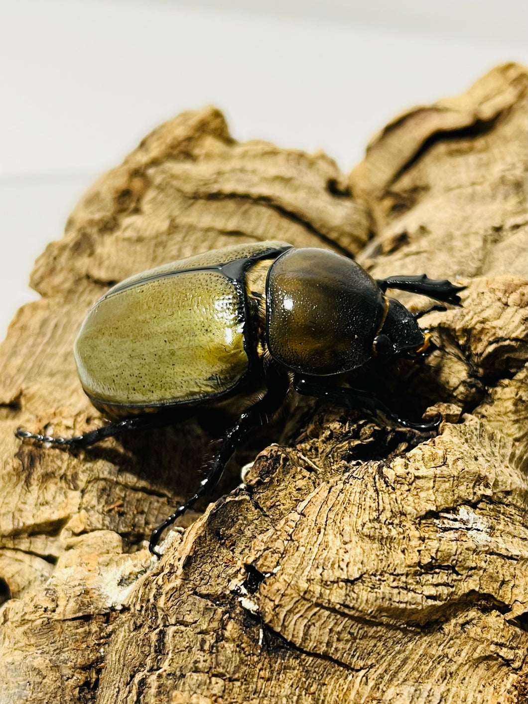 (Dynastes tityus) Eastern Hercules Beetle Imago