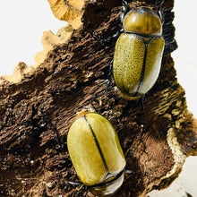 Load image into Gallery viewer, (Dynastes tityus) Eastern Hercules Beetle - JamJam Exotic
