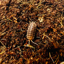 Load image into Gallery viewer, Porcellio scaber “Red Edge”
