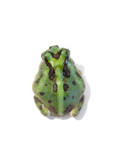 Load image into Gallery viewer, X5 Chaco Horned Frog (Green)
